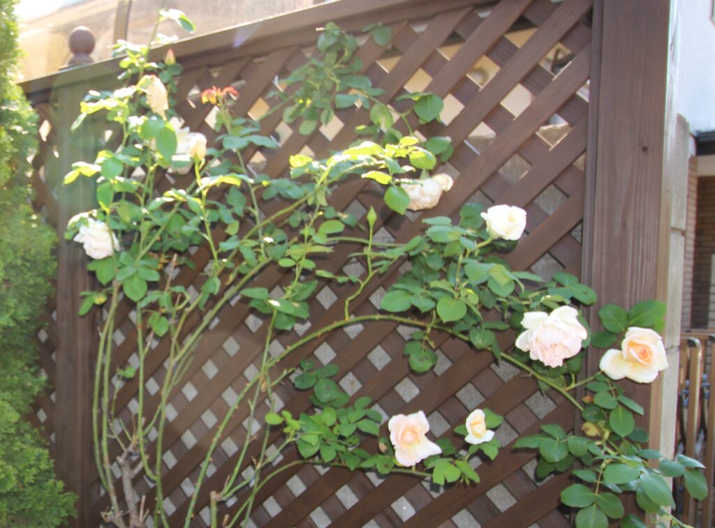 木製チスフェンスにバラを這わせて メンテナンスが楽なフェンス 調布市