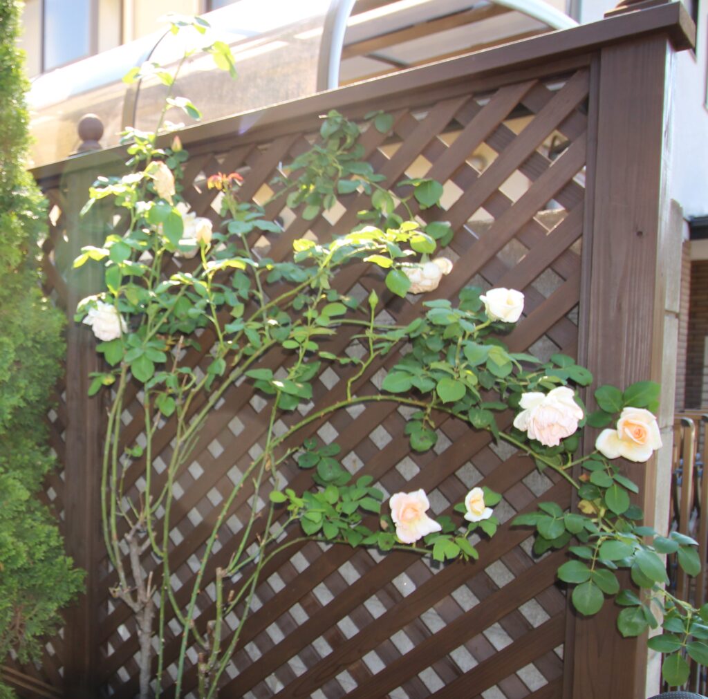 バラとラチスフェンス 高耐久木材