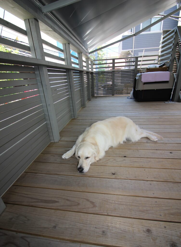 ガレージデッキの上　広げたオーニングに下の犬　ドッグラン　文京区