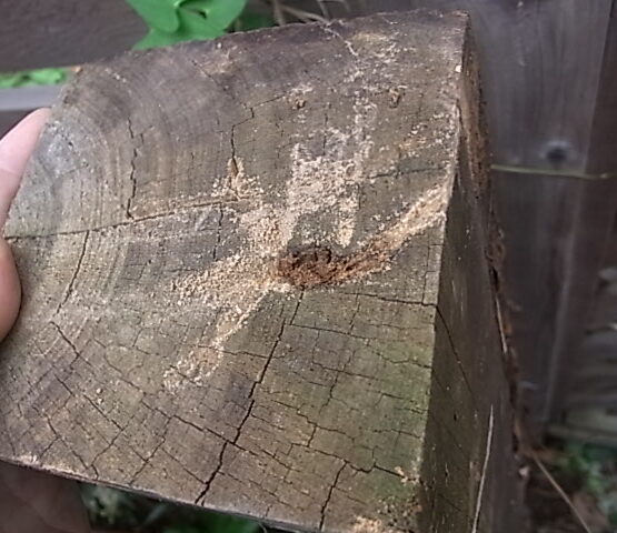 オーストラリアサイプレスの腐朽