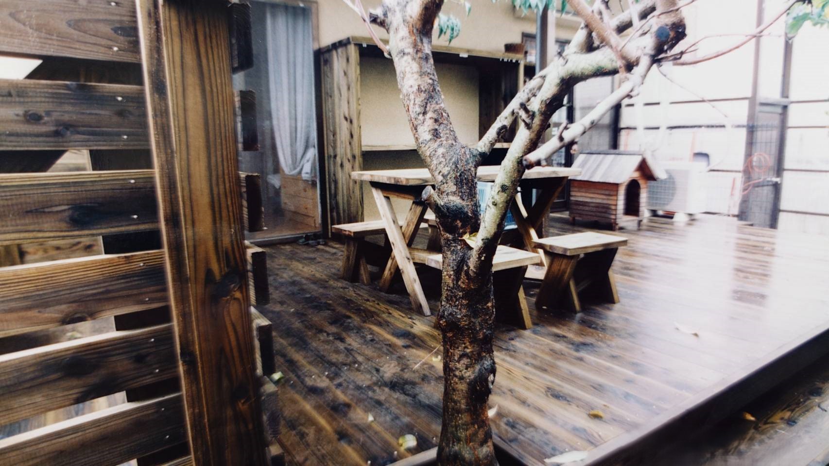 鎌倉市のウッドデッキからにょきっと樹木が