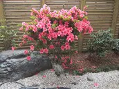 ツツジとフェンス